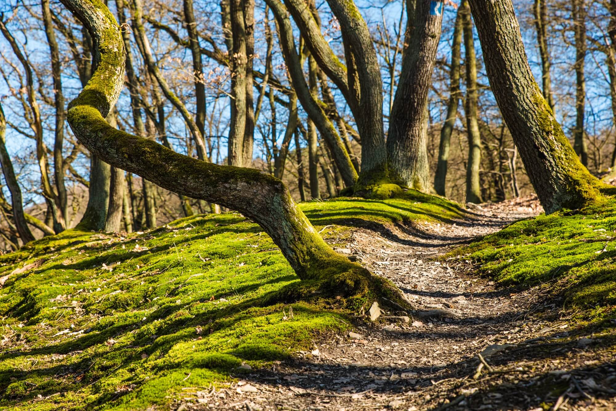 Skovsti