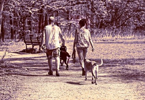 vandring med hunde