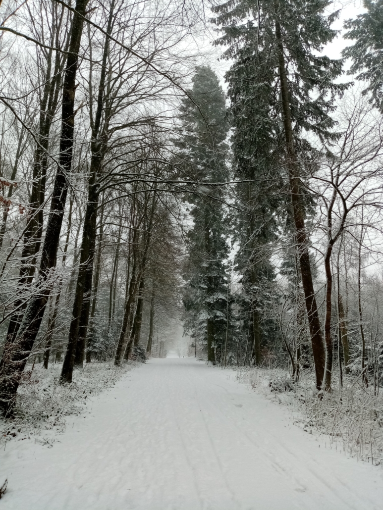 Søndermarksskoven i sne