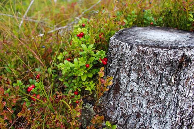 naturen nordnorge