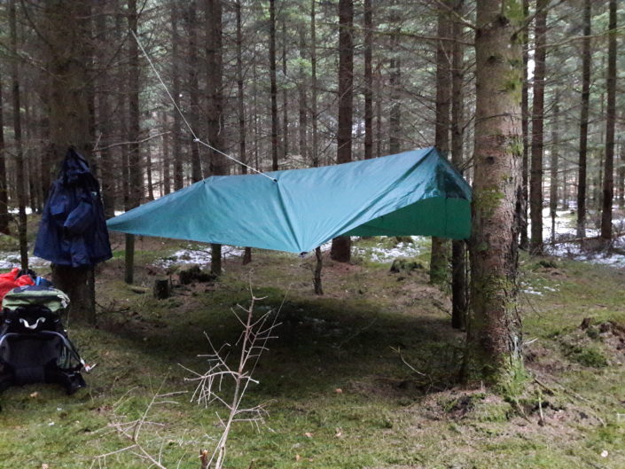 tarp i granskoven tarp i granskoven